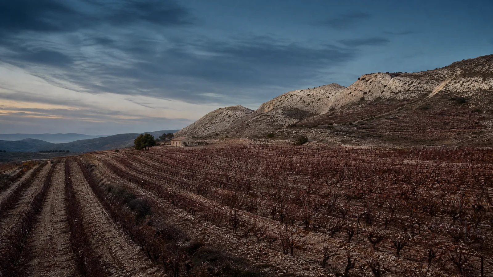 Viñedos y colinas del interior murciano